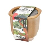 栽培セット The BONSAI 赤松【盆栽／1個売り】|栽培セット