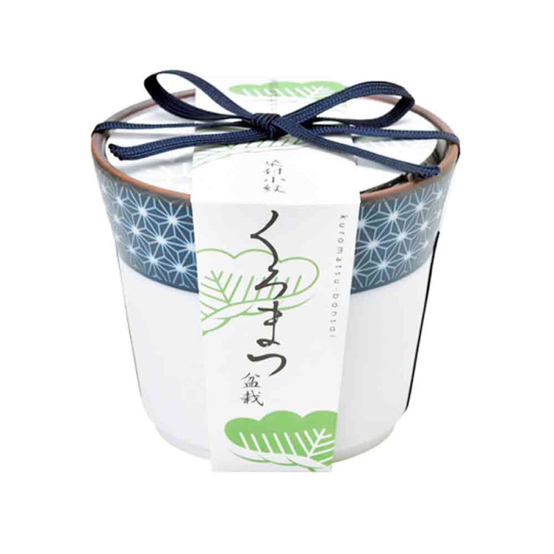 盆栽素材黒松Z 盆栽素材黒松Z 栽培セット The BONSAI 黒松【盆栽／1個売り