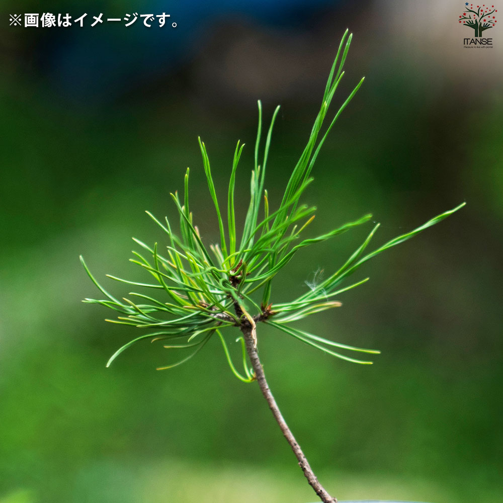 栽培セット 黒松 染付小紋陶器鉢【盆栽／1個売り】｜ 【植物の