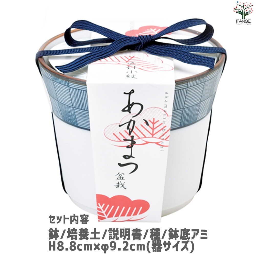 栽培セット 赤松 染付小紋陶器鉢【盆栽／1個売り】｜ 【植物の
