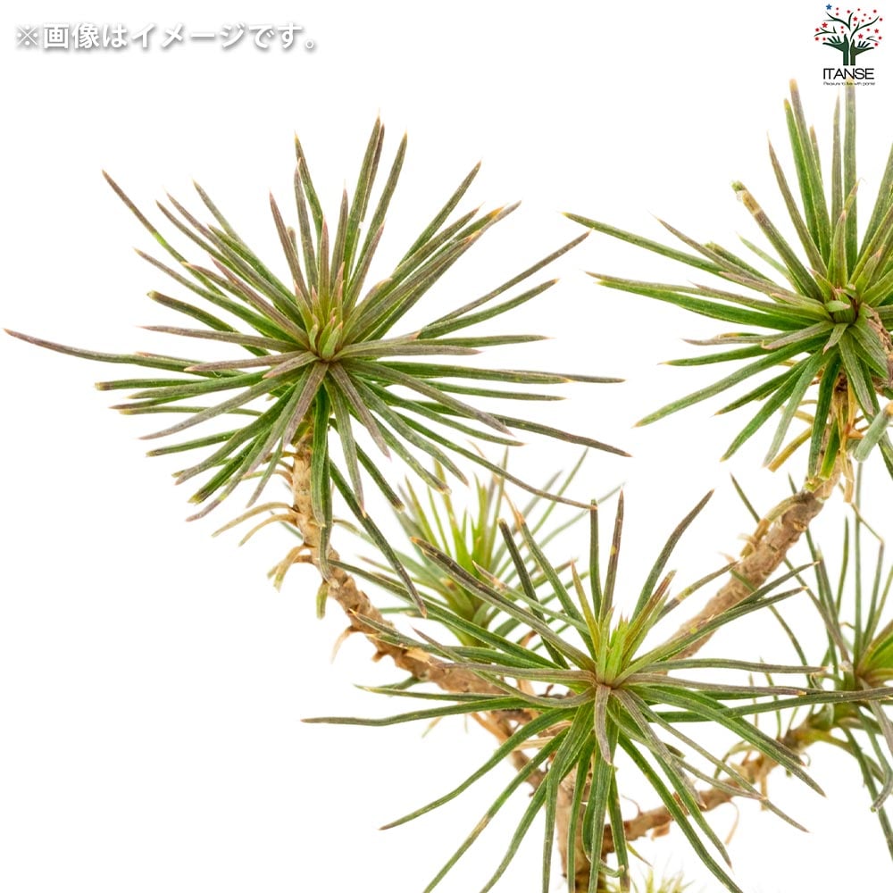 栽培セット 赤松 染付小紋陶器鉢【盆栽／1個売り】｜ 【植物の