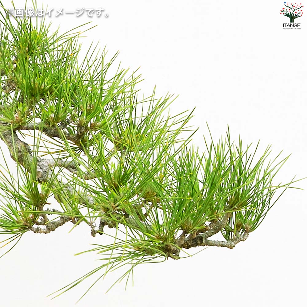 栽培セット 赤松 染付小紋陶器鉢【盆栽／1個売り】｜ 【植物の
