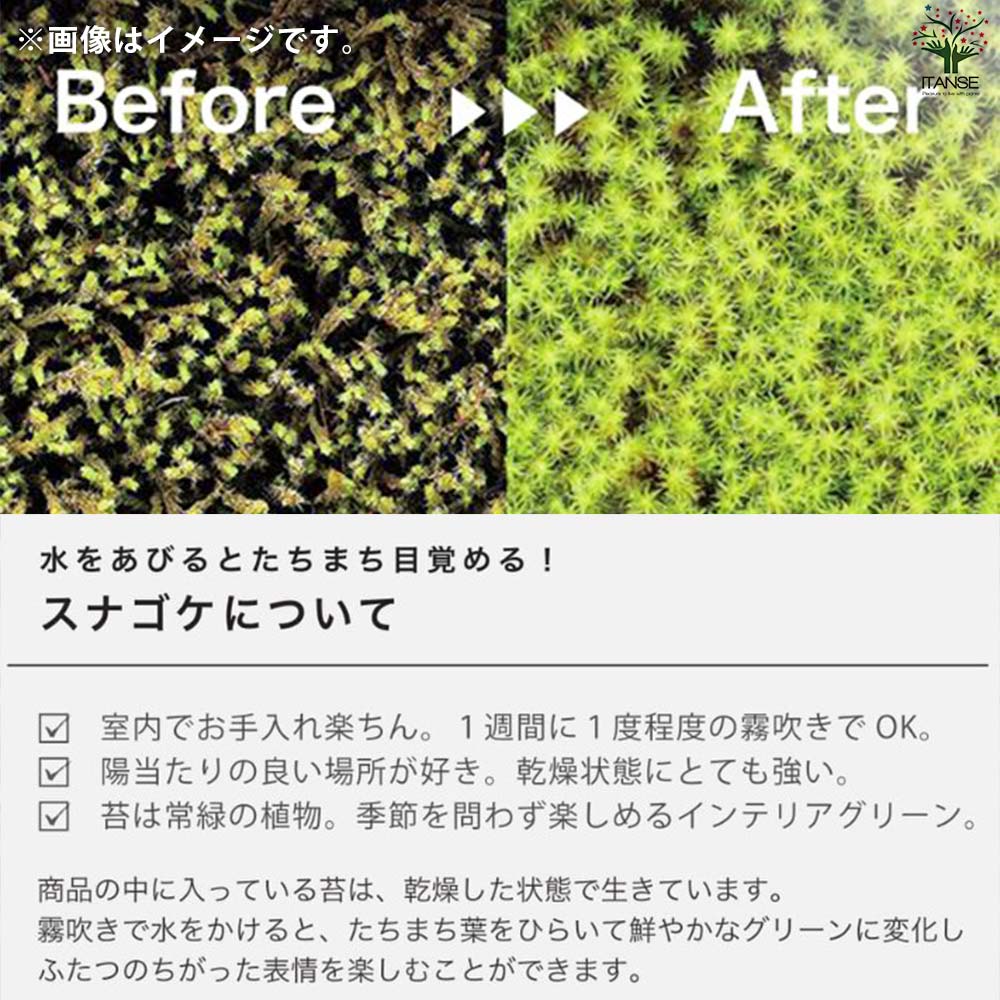 栽培セット コケ 苔盆【盆栽／1個売り】｜ 【植物のITANSE】全品