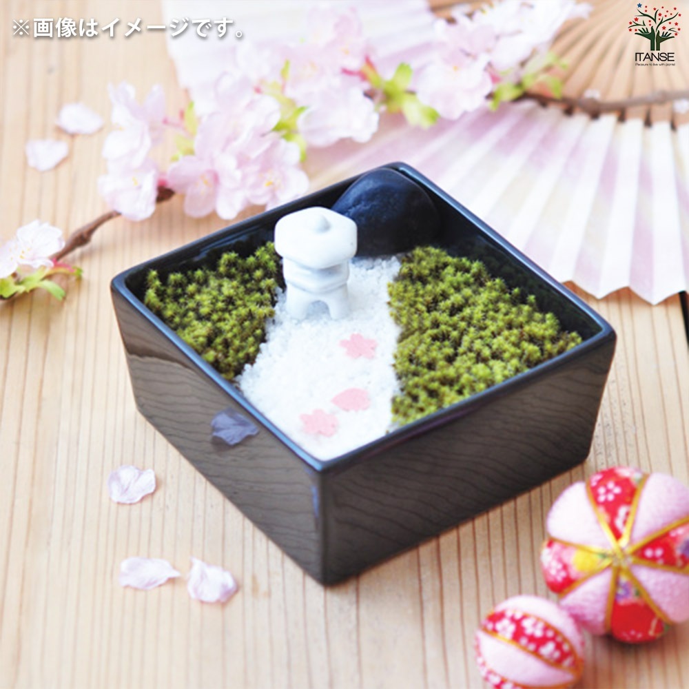 栽培セット コケ 苔日和【盆栽／1個売り】｜ 【植物のITANSE