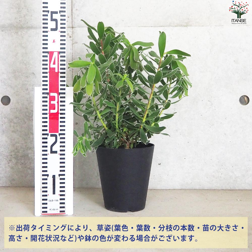 リューカデンドロン グクラ【花苗 5号鉢／1個売り】｜ 【植物の