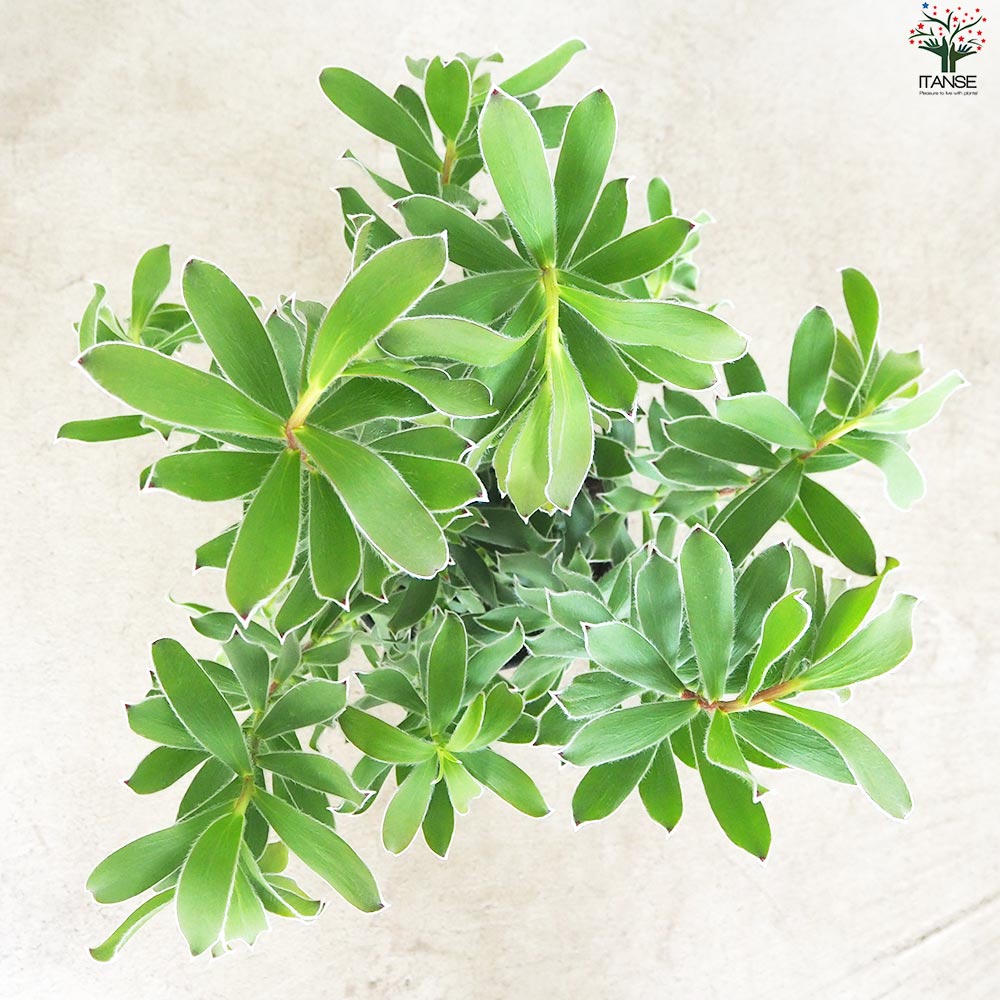 リューカデンドロン グクラ【花苗 5号鉢／1個売り】｜ 【植物の