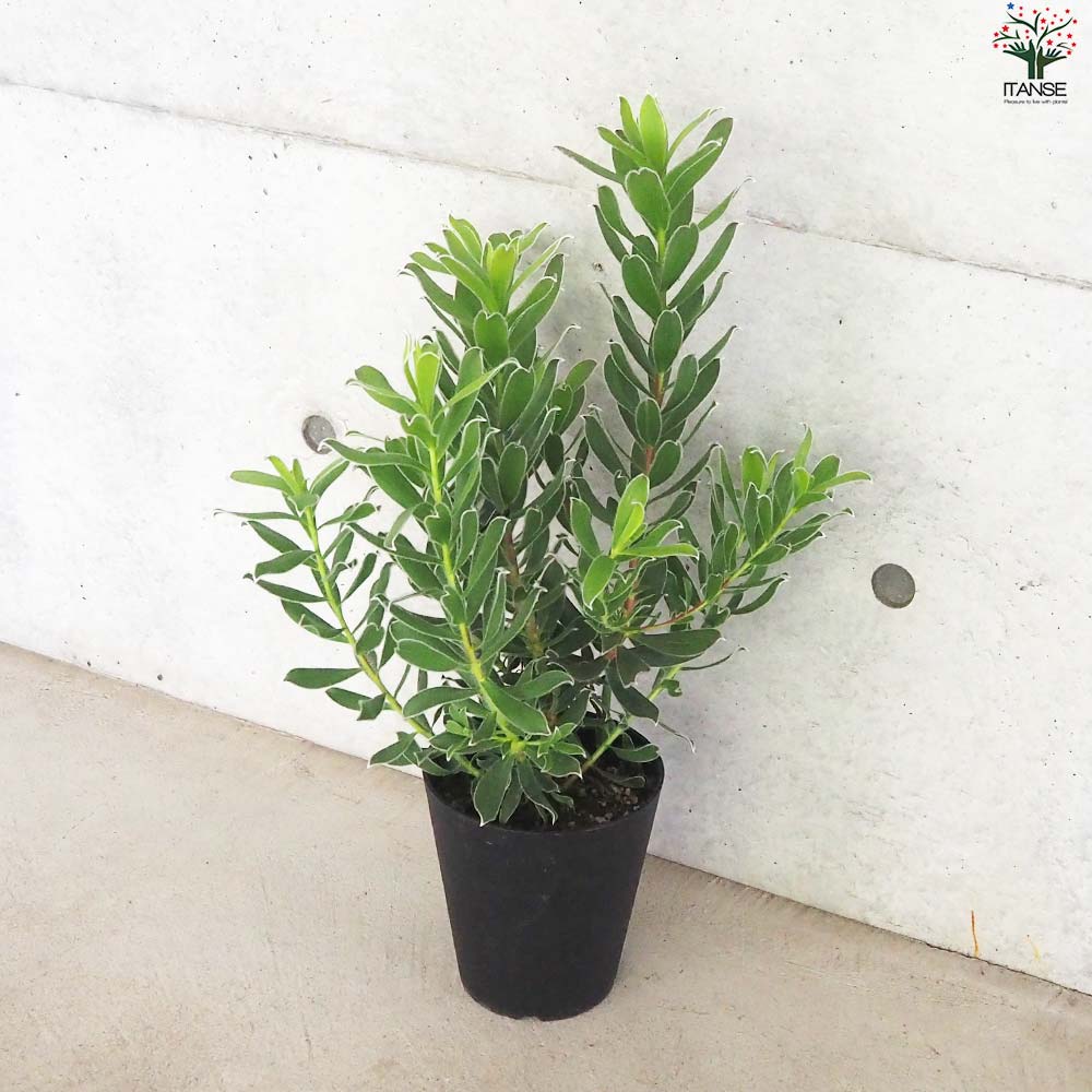 リューカデンドロングクラ　希少！1 リューカデンドロングクラ 希少！1 han03642_r03.jpg