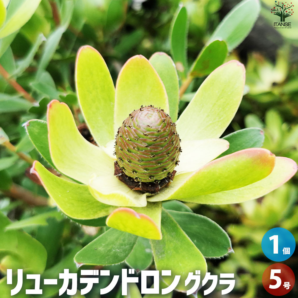 商品一覧│野菜苗・植物苗の通販│人気の家庭菜園 苗のセレクト