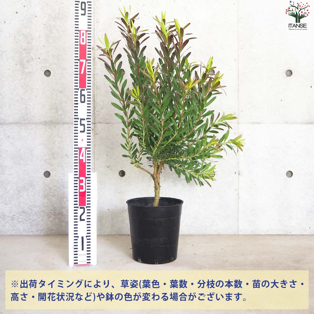 リューカデンドロン レッドジェム【花苗 7号鉢／1個売り】｜ 【植物の
