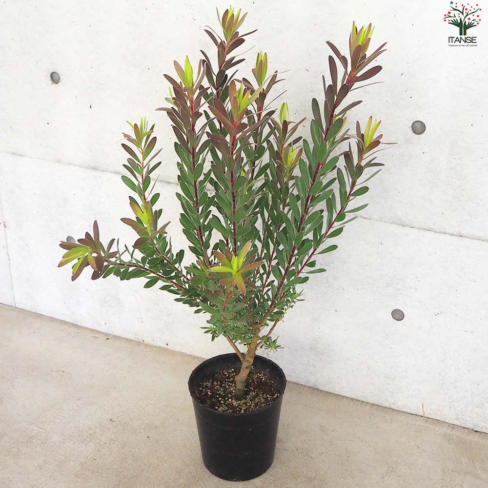 【plants market N】ブラック、レッドジェム　高さ120㎝前後 リューカデンドロン レッドジェム【花苗 7号鉢／1個売り】｜ 【植物の