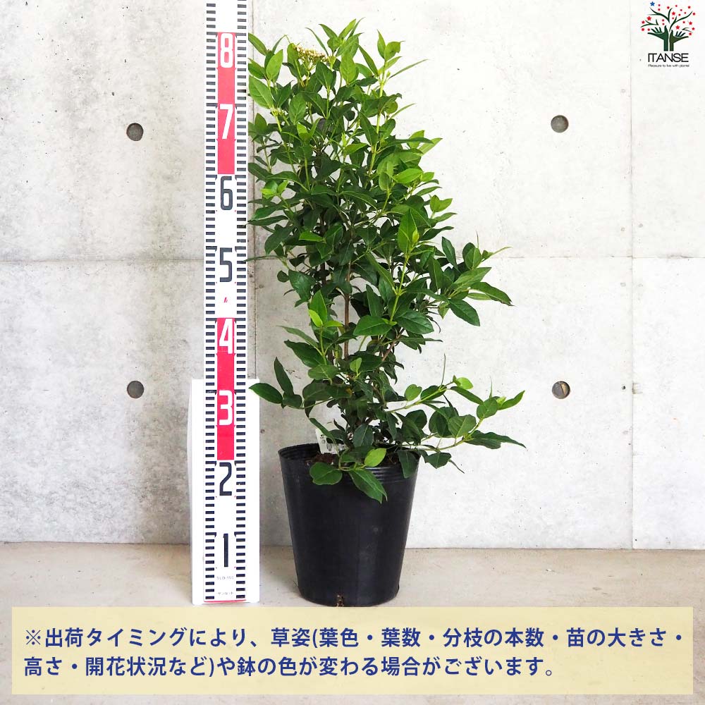 ビバーナム ティヌス【花苗 7号ポット／1個売り】｜ 【植物の