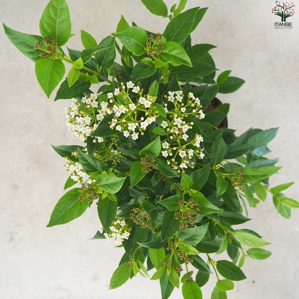 ビバーナム ティヌス【花苗 7号ポット／1個売り】｜ 【植物の