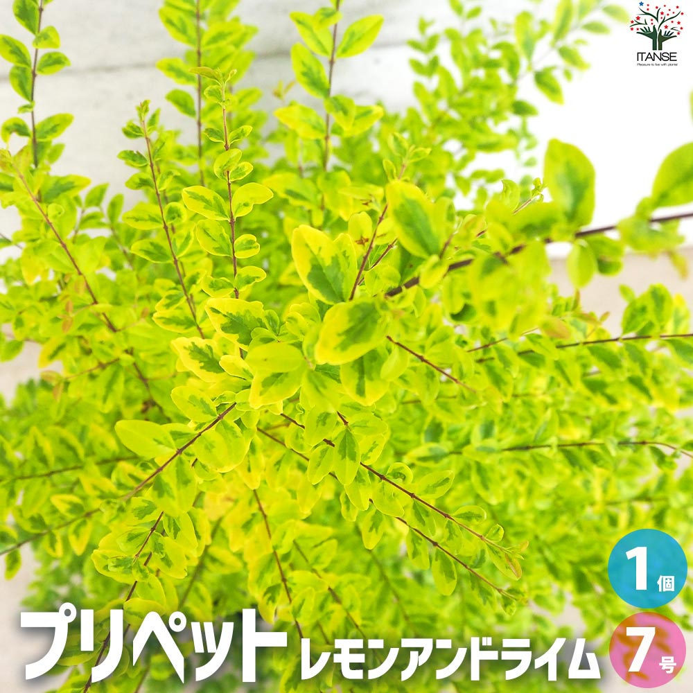 プリペット レモンアンドライム【花苗 7号鉢／1個売り】