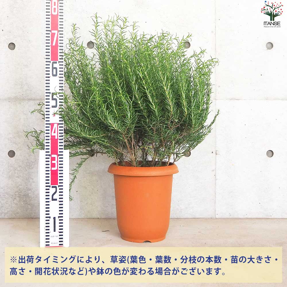 ローズマリー セイレム【花苗 8号鉢／1個売り】｜ 【植物の
