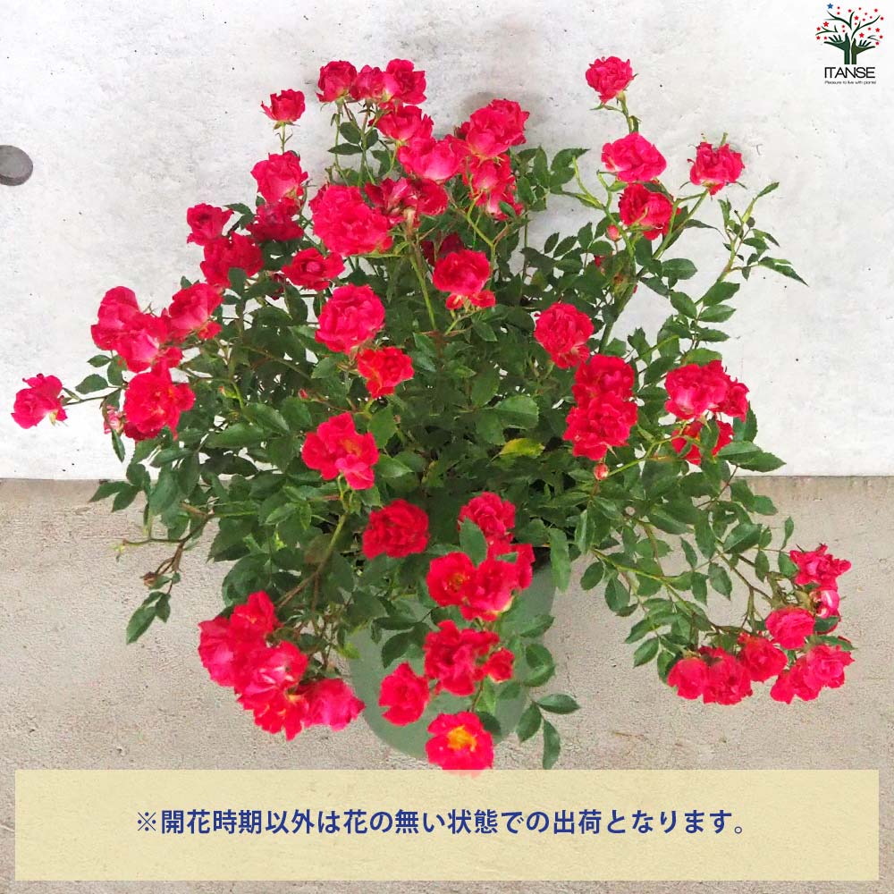 ドリフトローズ レッド【花苗 6号鉢／1個売り】｜ 【植物の 