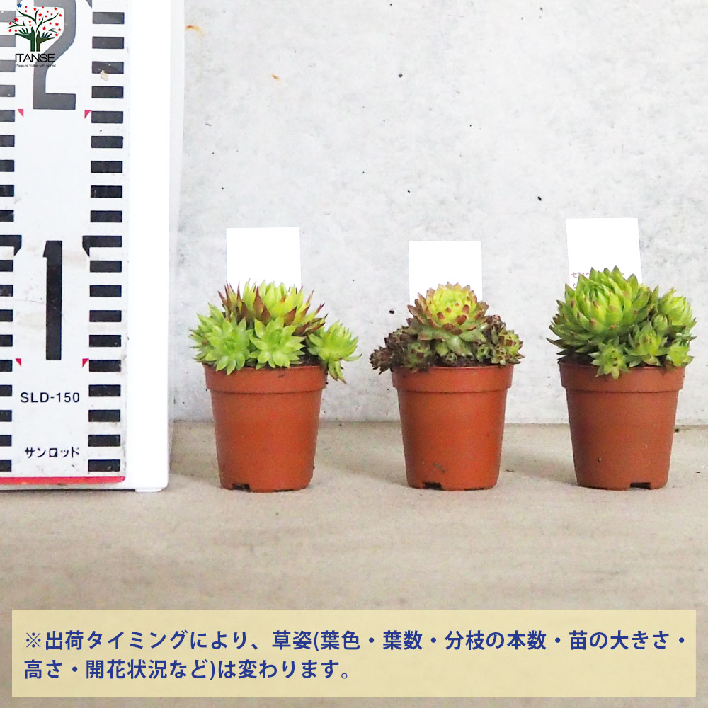 センペルビウム ジョビバルバ レッド グリーン ライムグリーン 3品種各