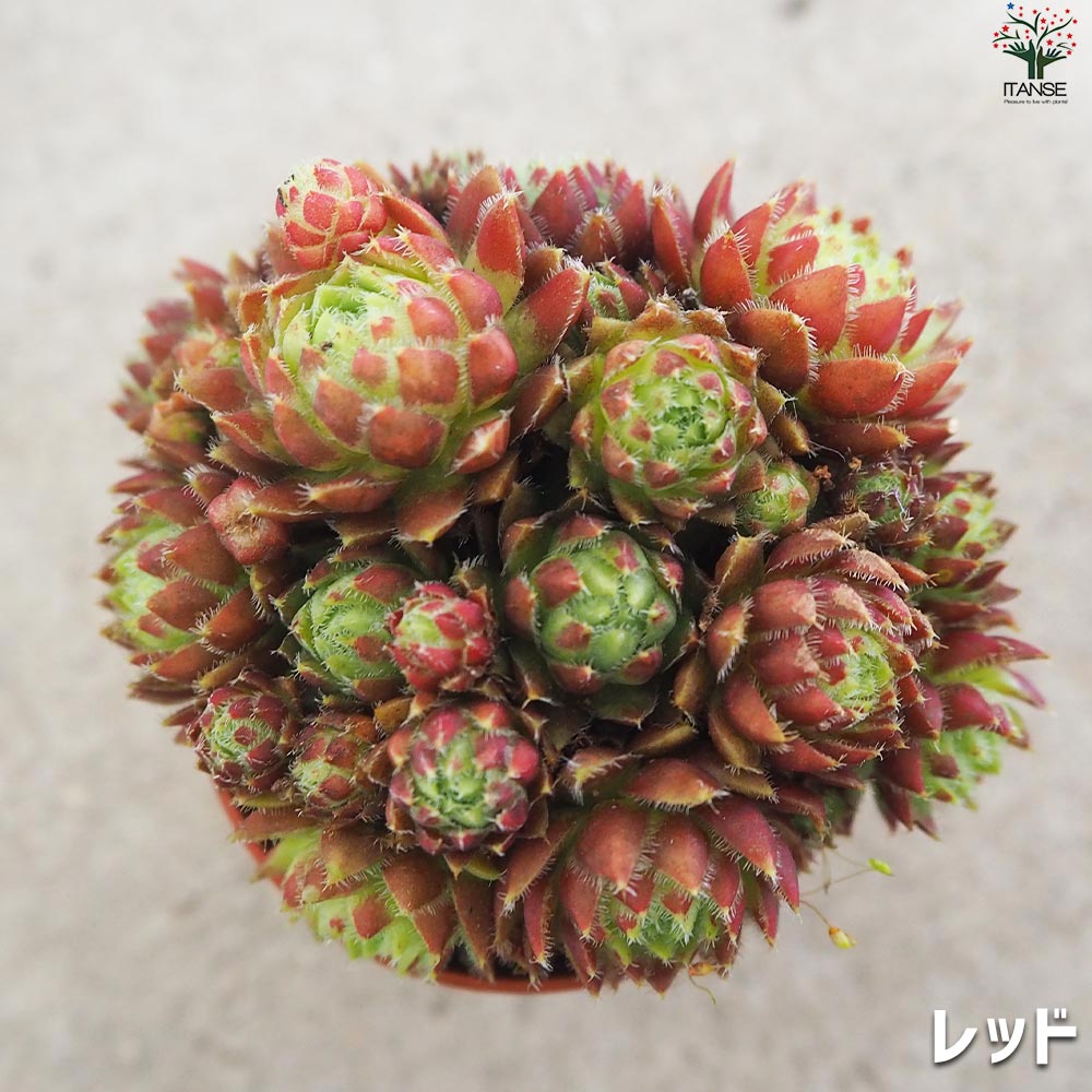 センペルビウム ジョビバルバ レッド グリーン ライムグリーン 3品種各