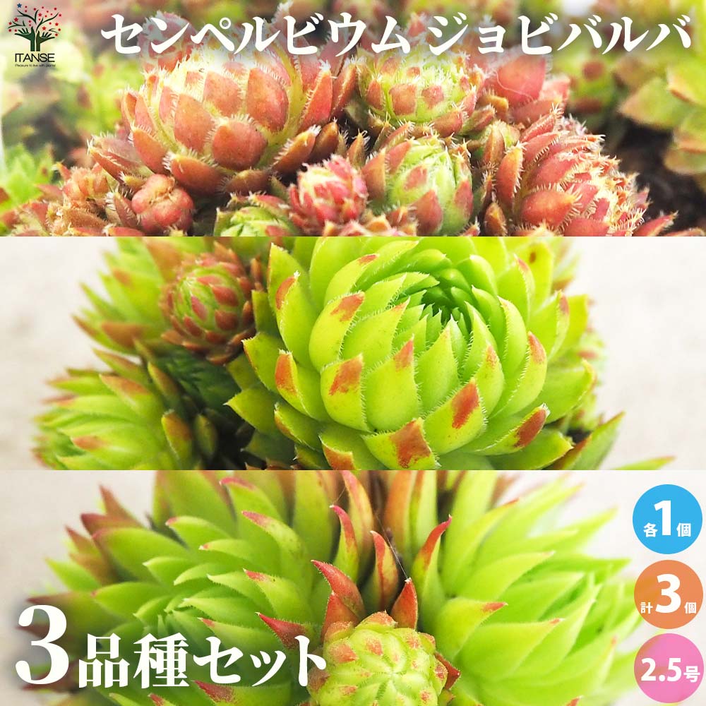 センペルビウム ジョビバルバ レッド グリーン ライムグリーン 3品種各1個【多肉植物 2.5号鉢／お買い得3個セット】
