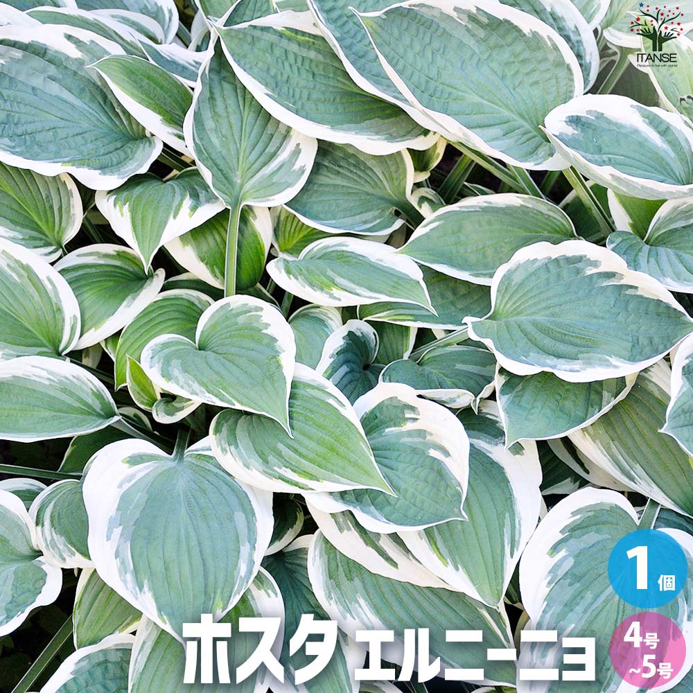 ホスタ エルニーニョ【花苗 4～5号ポット／1個売り】