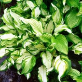 ホスタ ウンジュラータ【花苗 4〜5号ポット／1個売り】|花苗