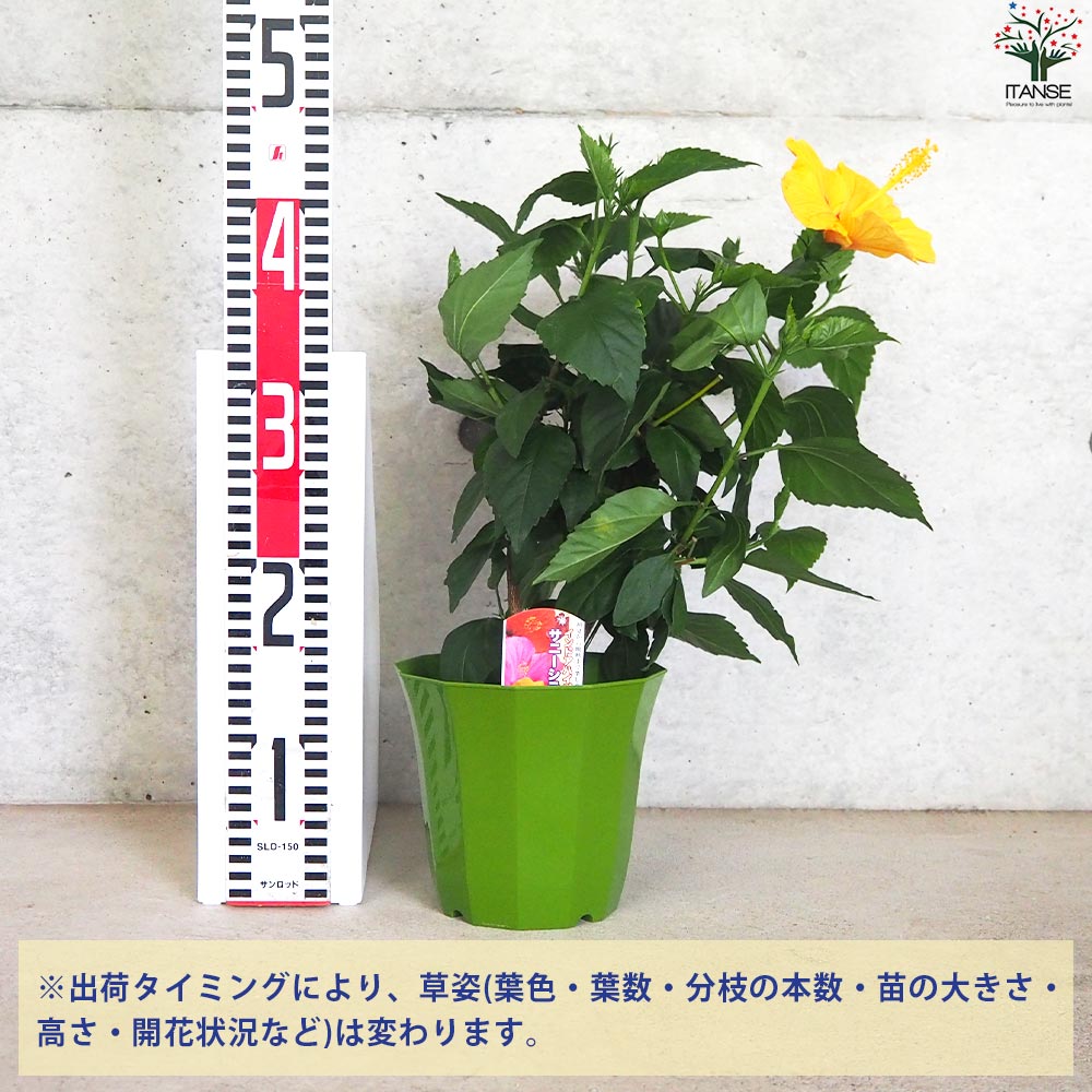 ハイビスカス様 ハイビスカス（アジアの風）:アジアンルビー4号鉢植え の通販