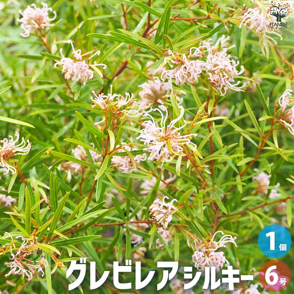 グレビレア シルキー【花苗 6号鉢／1個売り】｜ 【植物のITANSE