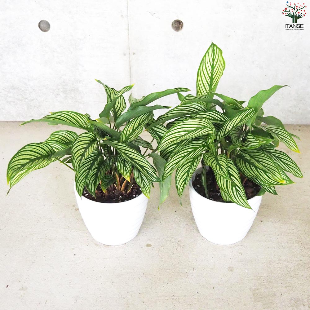カラテア ビッタタ【観葉植物 5号 陶器鉢／1個売り】｜ 【植物の