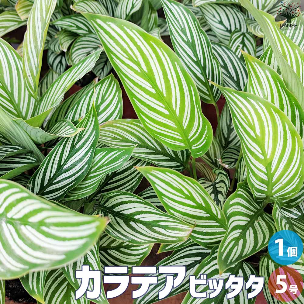 カラテア ビッタタ【観葉植物 5号 陶器鉢／1個売り】