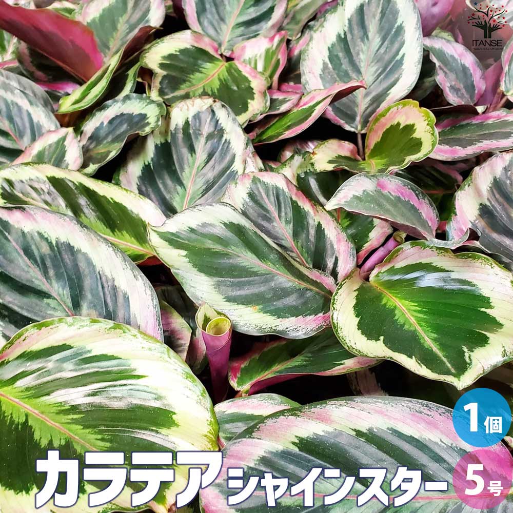 カラテア シャインスター【観葉植物 5号 陶器鉢／1個売り】
