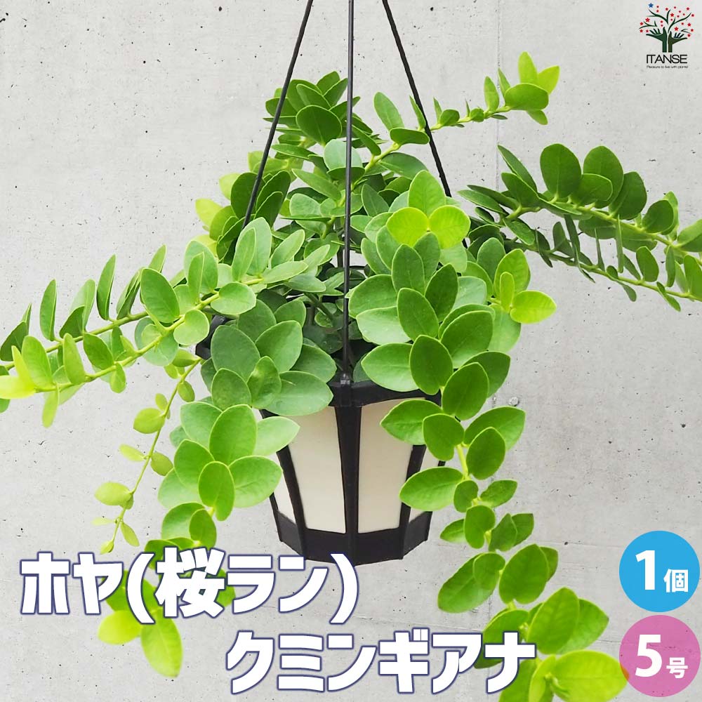 ホヤ (桜ラン) クミンギアナ【観葉植物 吊鉢5号鉢／1個売り】