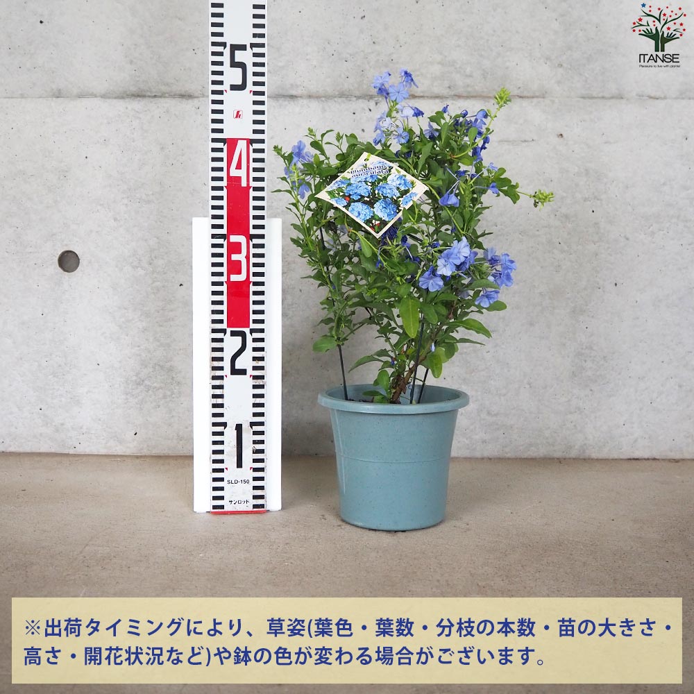 プルンバーゴ ルリマツリ【花苗 5号鉢／1個売り】｜ 【植物の