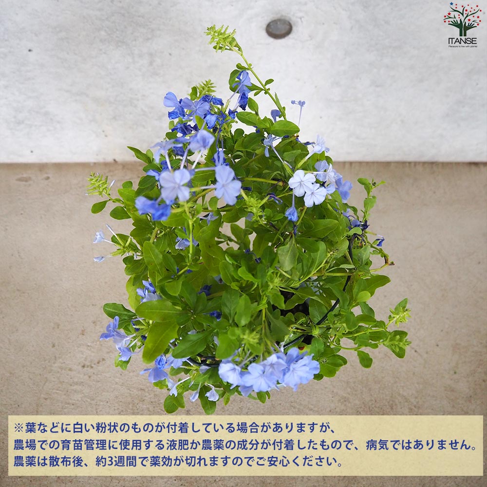 プルンバーゴ ルリマツリ【花苗 5号鉢／1個売り】｜ 【植物の