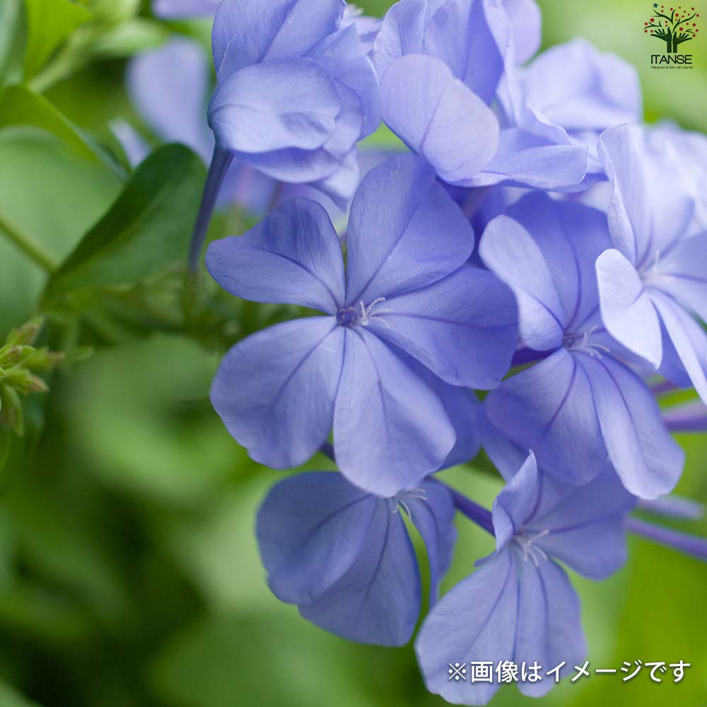 プルンバーゴ ルリマツリ【花苗 5号鉢／1個売り】｜ 【植物の