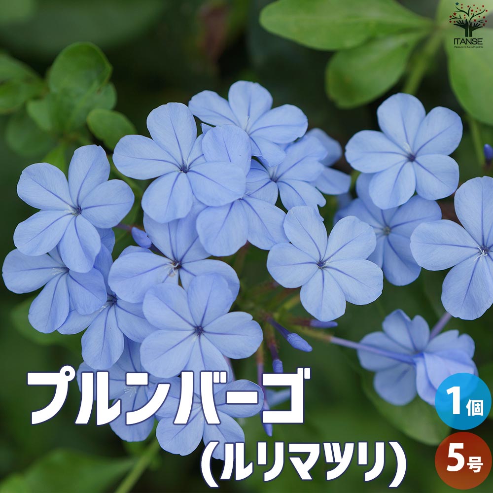 プルンバーゴ ルリマツリ【花苗 5号鉢／1個売り】｜ 【植物の