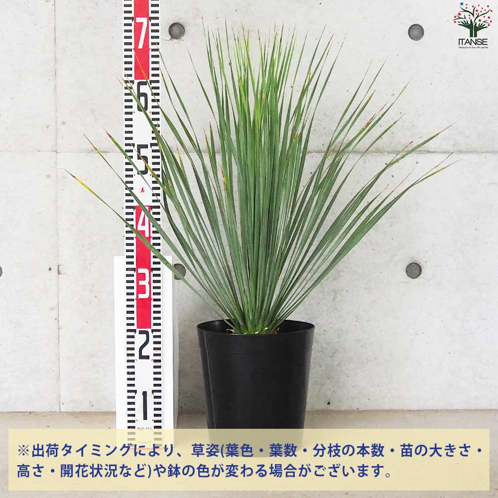 ユッカロストラータ　72苗⑦ 鉢のまま発送 ユッカロストラータ 72苗⑦ 鉢のまま発送 ユッカ ロストラータ