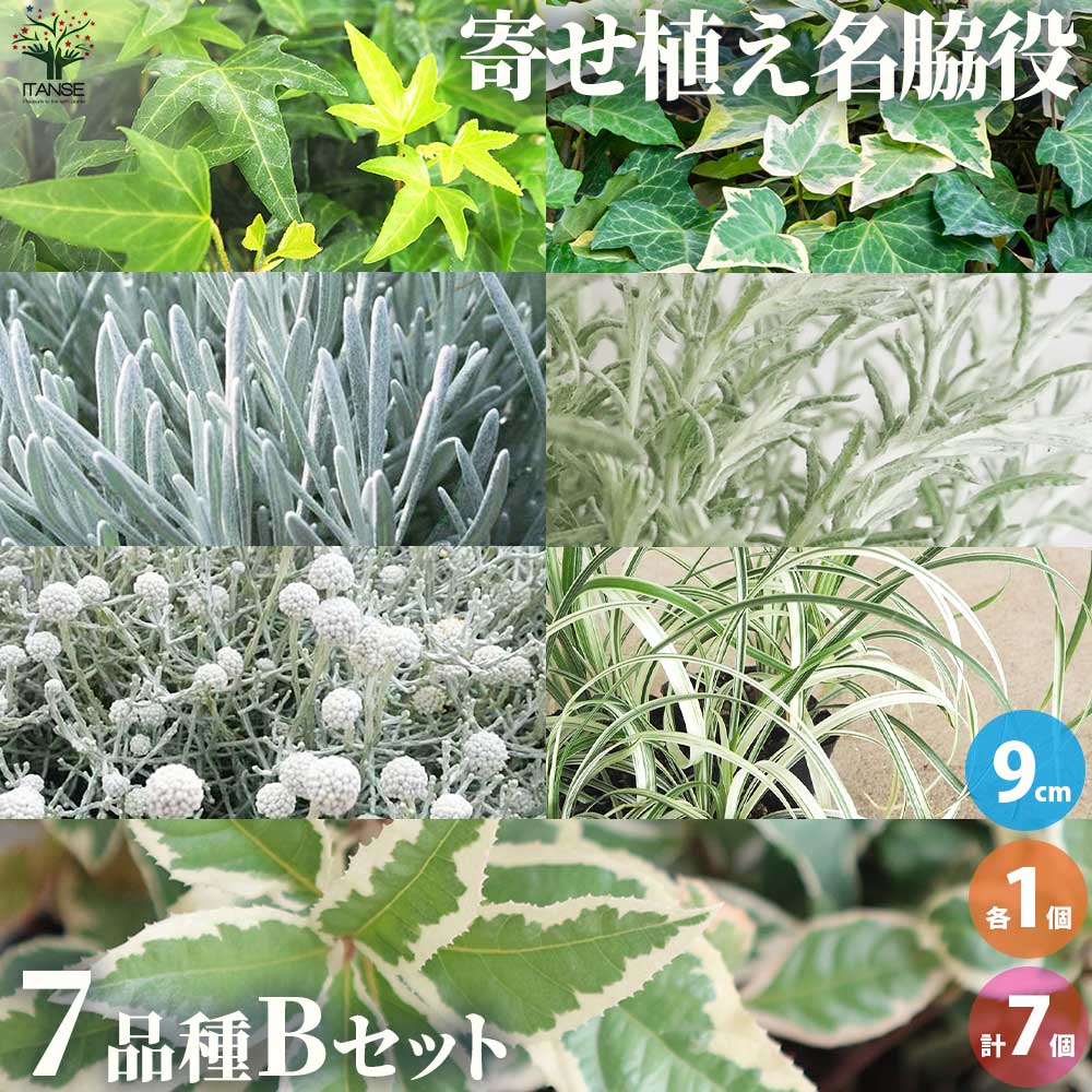 寄せ植えに欠かせない名脇役！リーフBセット 7品種各1個【花苗 9cmポット／お買い得7個セット】