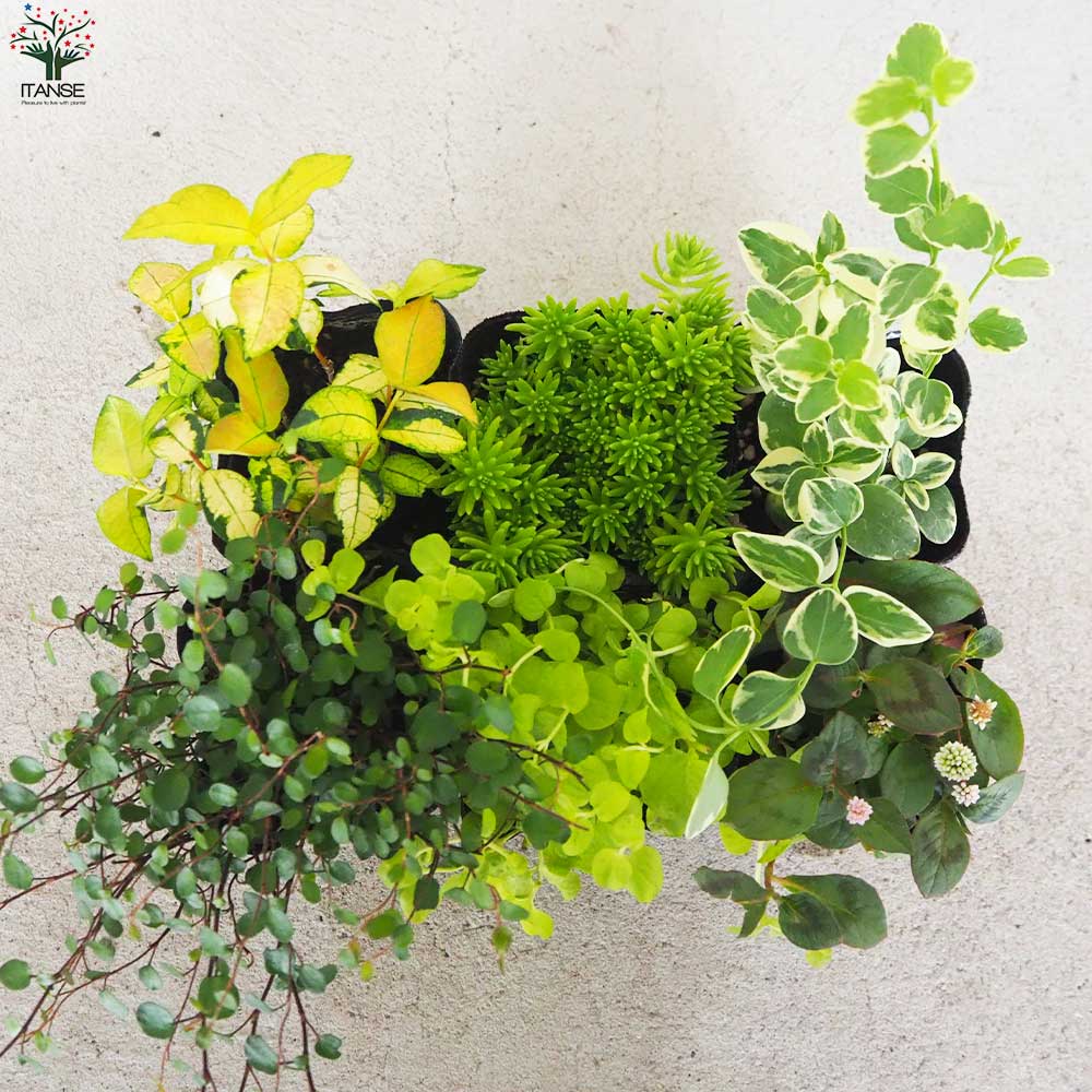 グランドカバーにも寄せ植えにも使える！リーフCセット 6品種1個【花苗