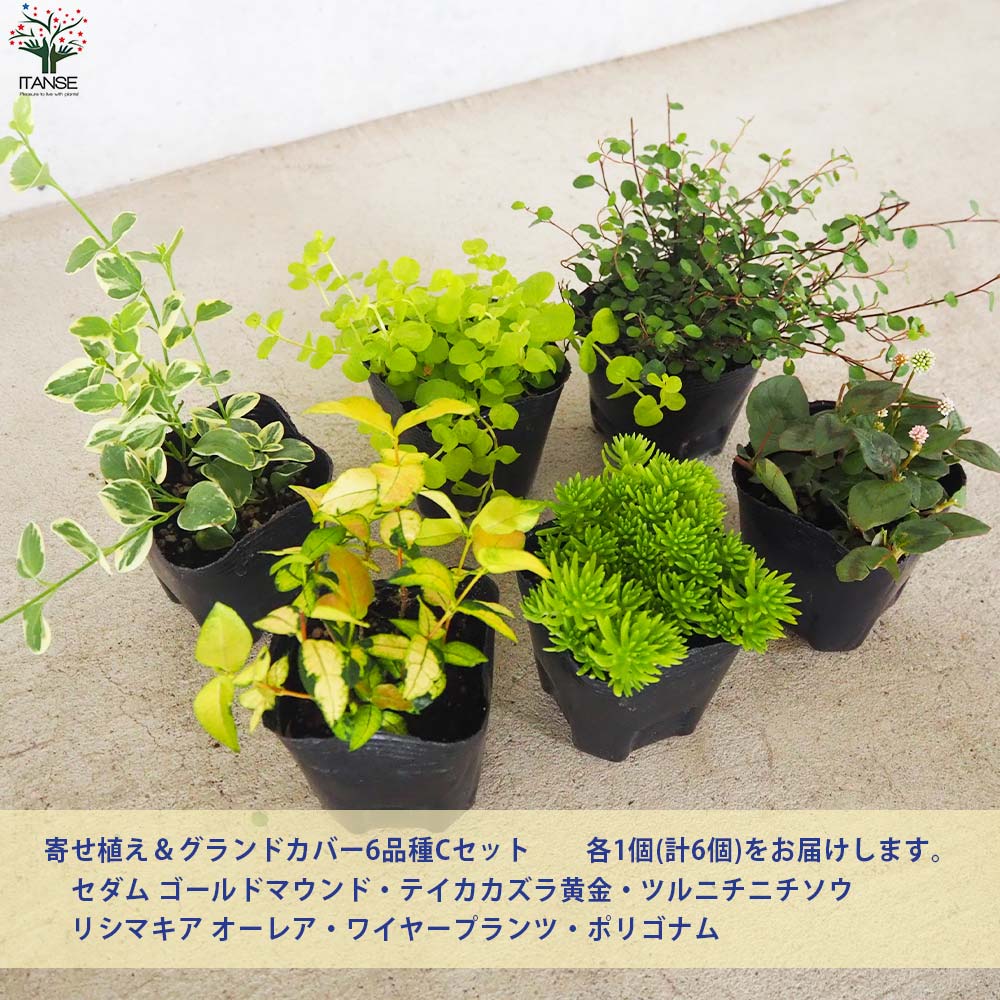 ワイヤープランツ苗　抜き苗　根付苗　グランドカバー　下草 ワイヤープランツ苗 抜き苗 根付苗 グランドカバー 下草 ワイヤー