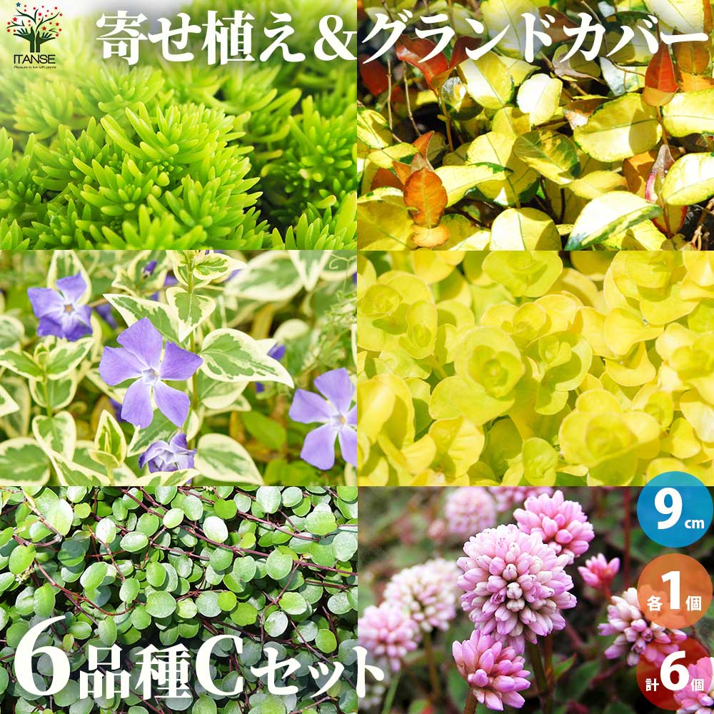 グランドカバーにも寄せ植えにも使える！リーフCセット 6品種1個【花苗