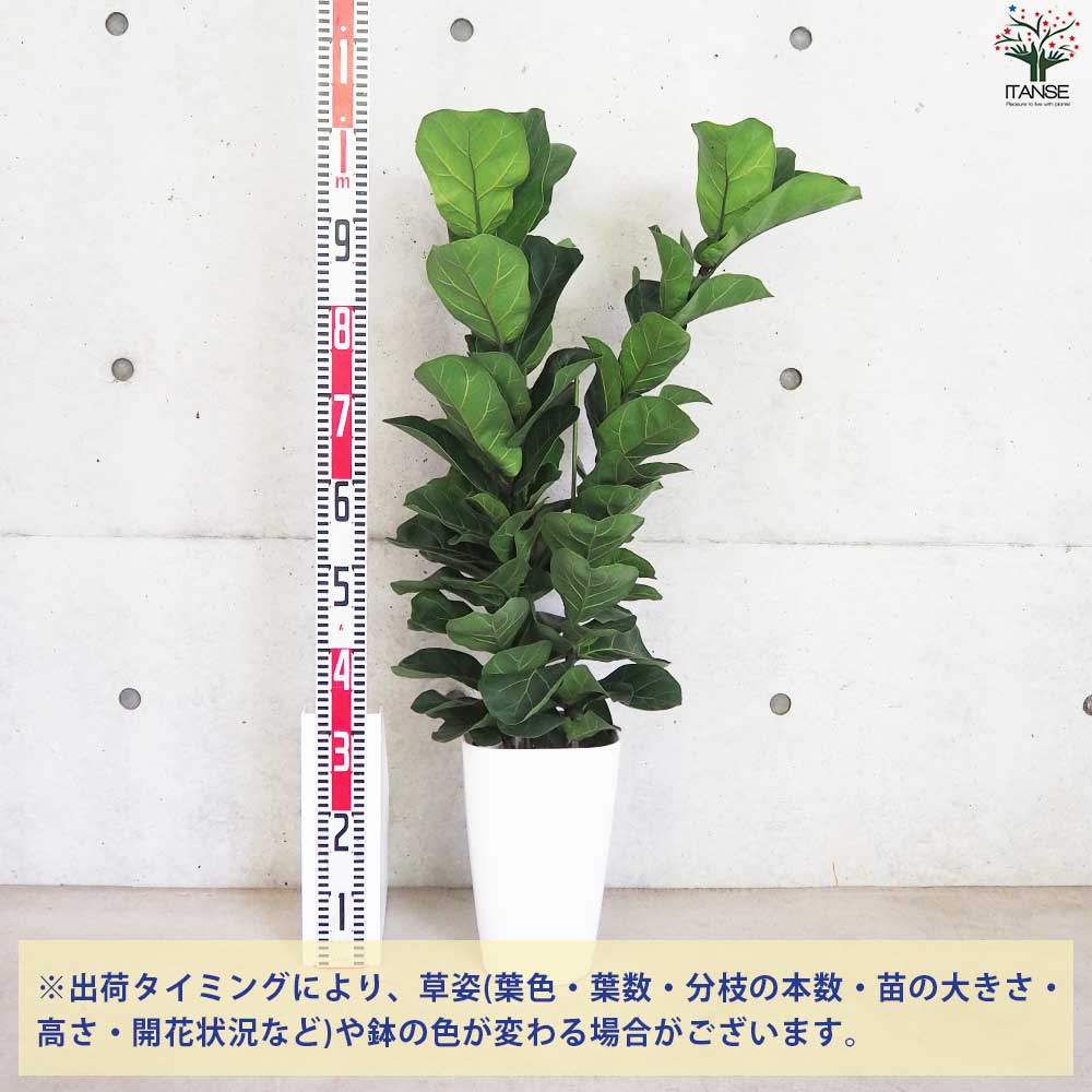 カシワバゴム バンビーノ 10号 B級品/大型観葉植物】波打つような葉が魅力！カシワバゴム バンビーノ10号