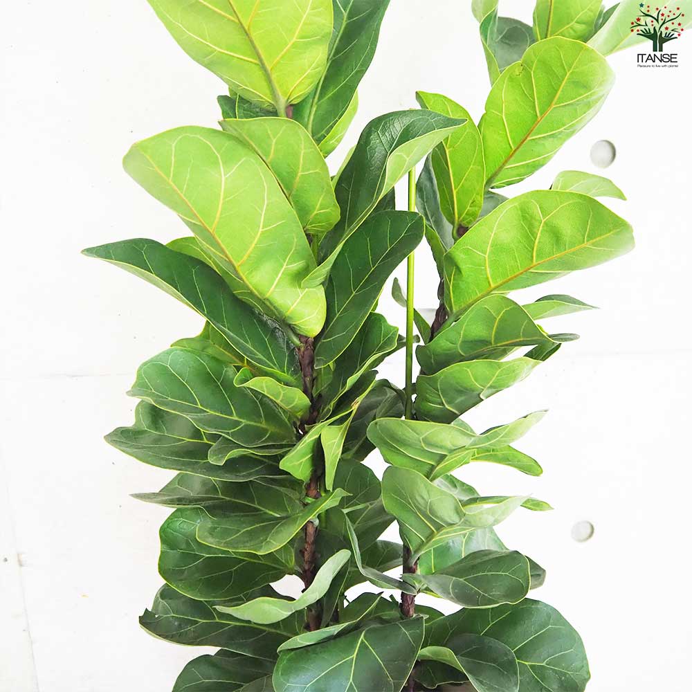 カシワバゴム バンビーノ【観葉植物 8号鉢／1個売り】｜ 【植物