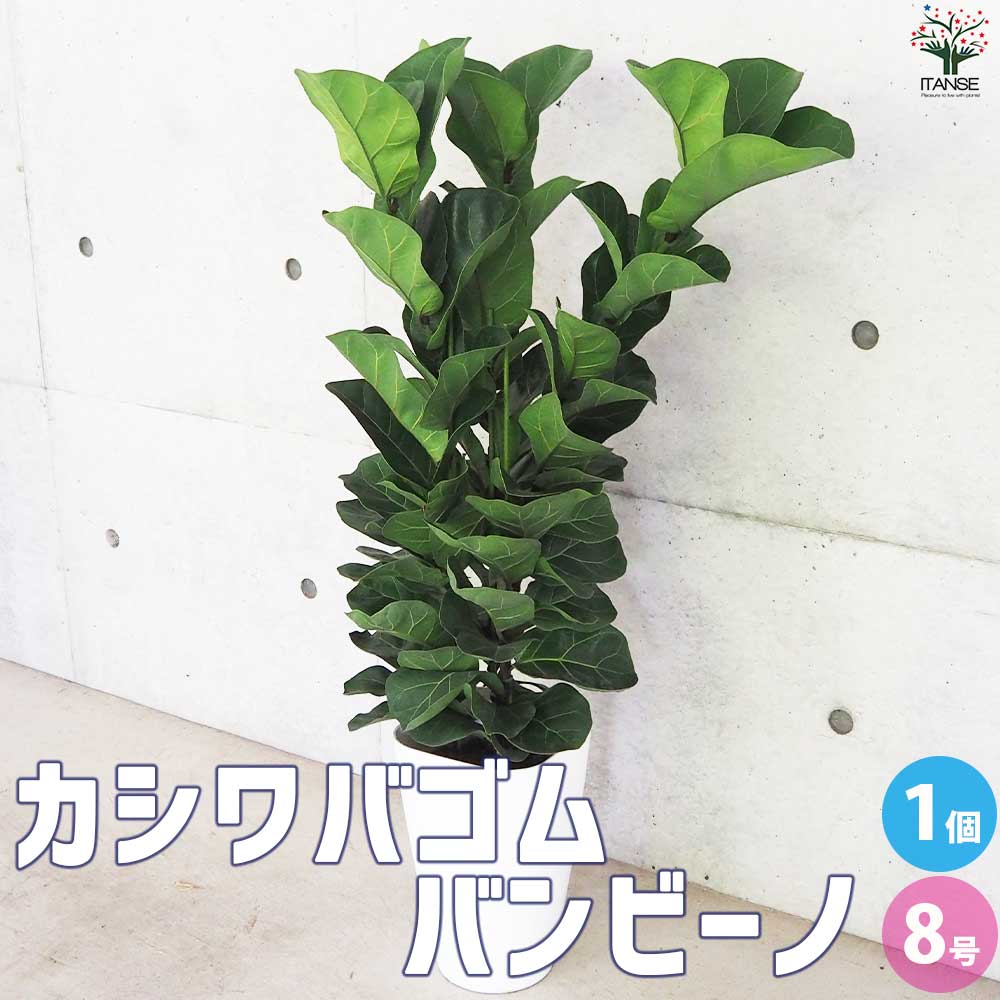 カシワバゴム バンビーノ 10号 フィカス・リラータ・バンビーノ 10号 | 観葉植物の通販 AND