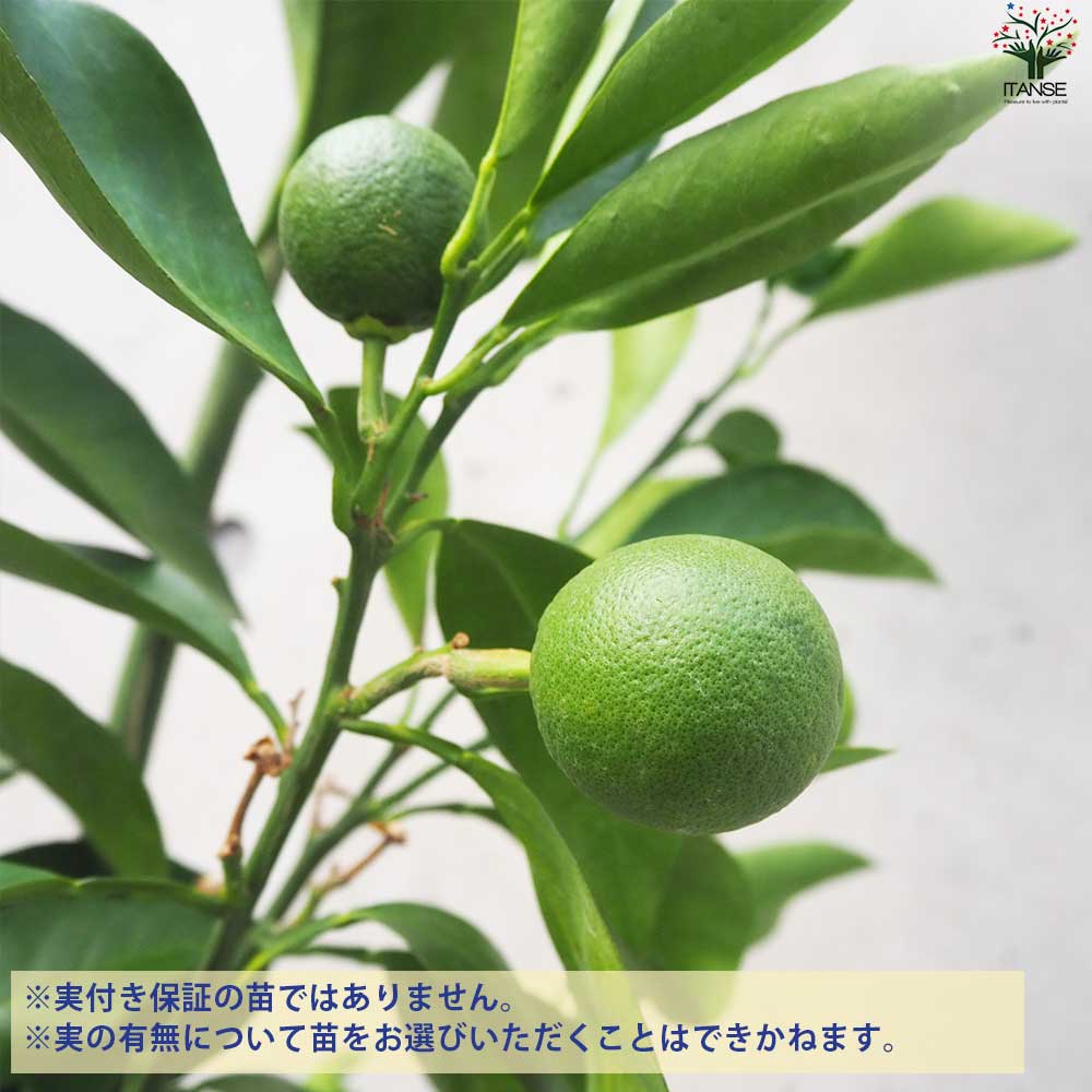 ブラッドオレンジ【果樹の苗木 8号大苗 接木苗／1個売り】｜ 【植物の