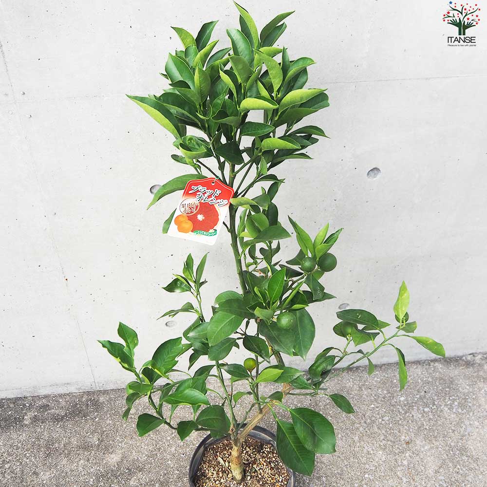 ブラッドオレンジ【果樹の苗木 8号大苗 接木苗／1個売り】｜ 【植物の