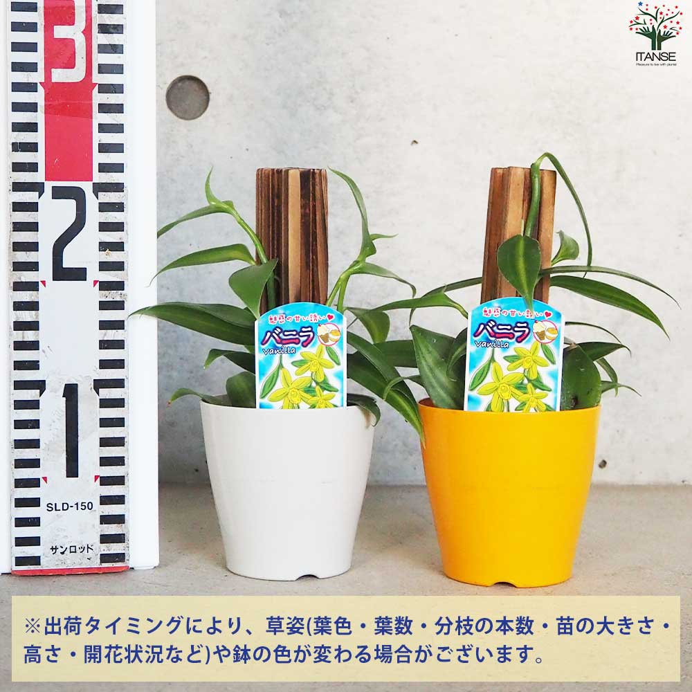 バニラの木【花苗 10.5cmポット／1個売り】｜ 【植物のITANSE