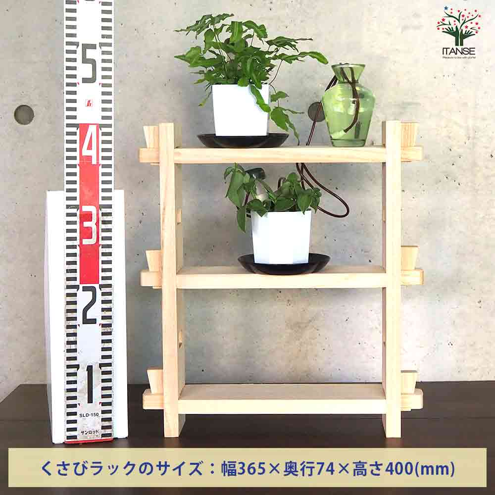 ミニ観葉植物ディスプレイ&生育棚 自動水やり器付き・木製くさびラック