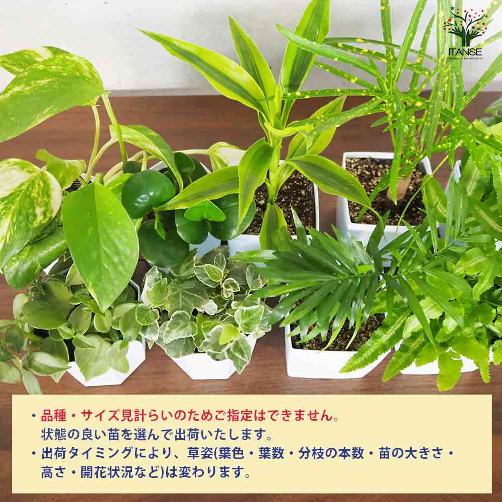 ミニ観葉植物ディスプレイ&生育棚 自動水やり器付き・木製くさびラック
