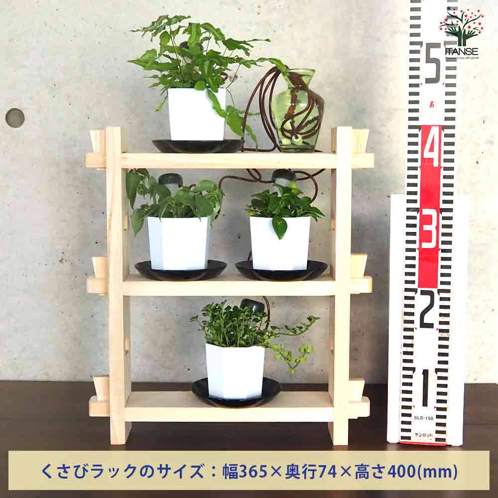 ミニ観葉植物ディスプレイ&生育棚 自動水やり器付き・木製くさびラック