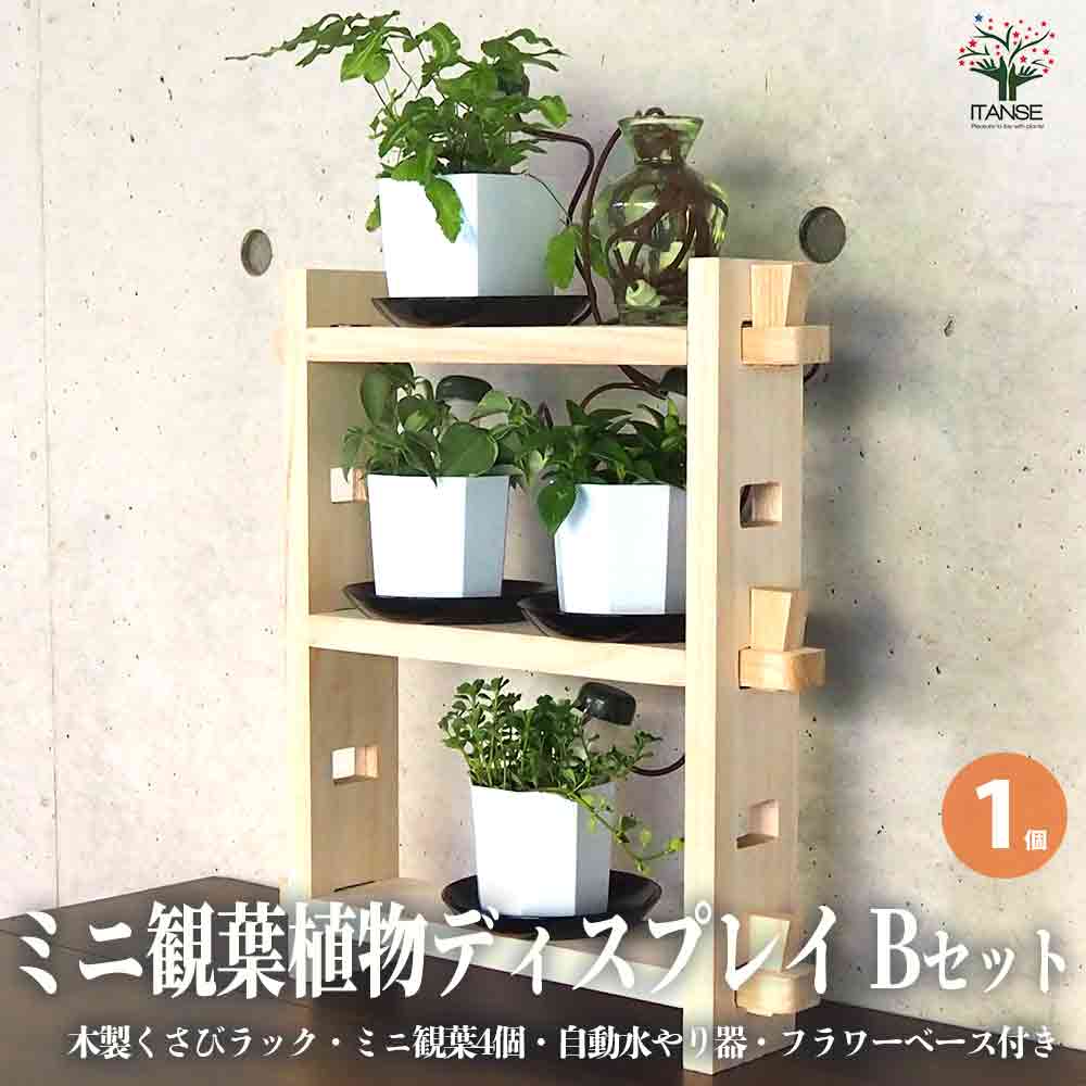 ミニ観葉植物ディスプレイ&生育棚 自動水やり器付き・木製くさびラックBセット(ミニ観葉4個付き)【資材 ／1個売り】