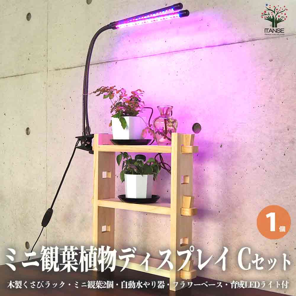 ミニ観葉植物ディスプレイ&生育棚 自動水やり器付き・木製くさびラックCセット(ミニ観葉2個付き・育成ライト付き)【資材 ／1個売り】